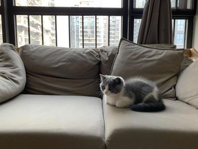 部落冲突速本真相揭秘，速本的利弊与风险